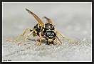 Franse Veldwesp, European paper wasp, Polistes dominula Location: Wierden, the Netherlands papierwesp D2 5005 kopie